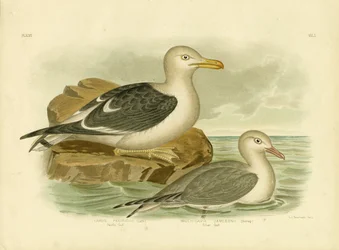 Pazifikmöwe (1891)